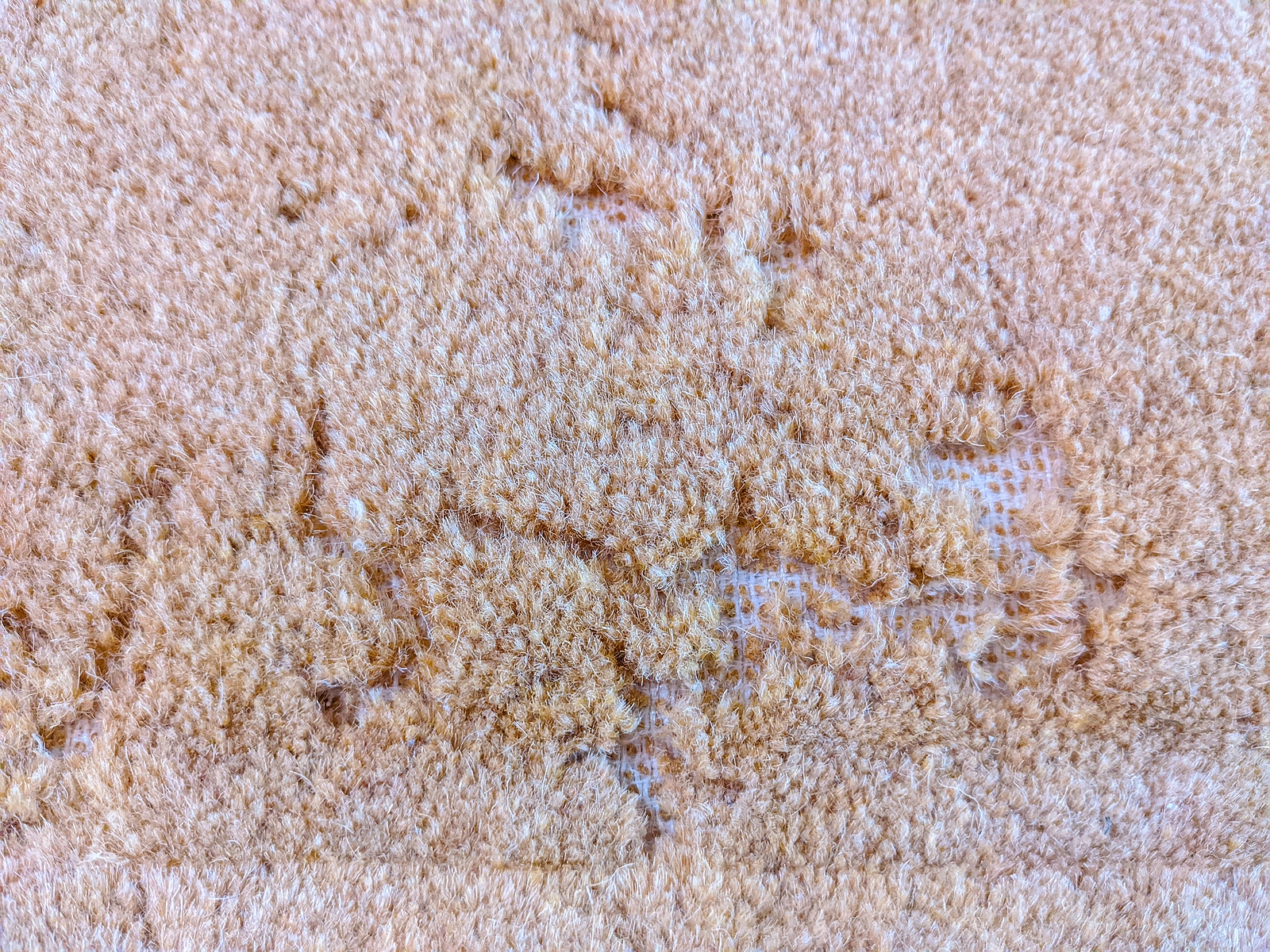 carpet treatment for moths in newport news va