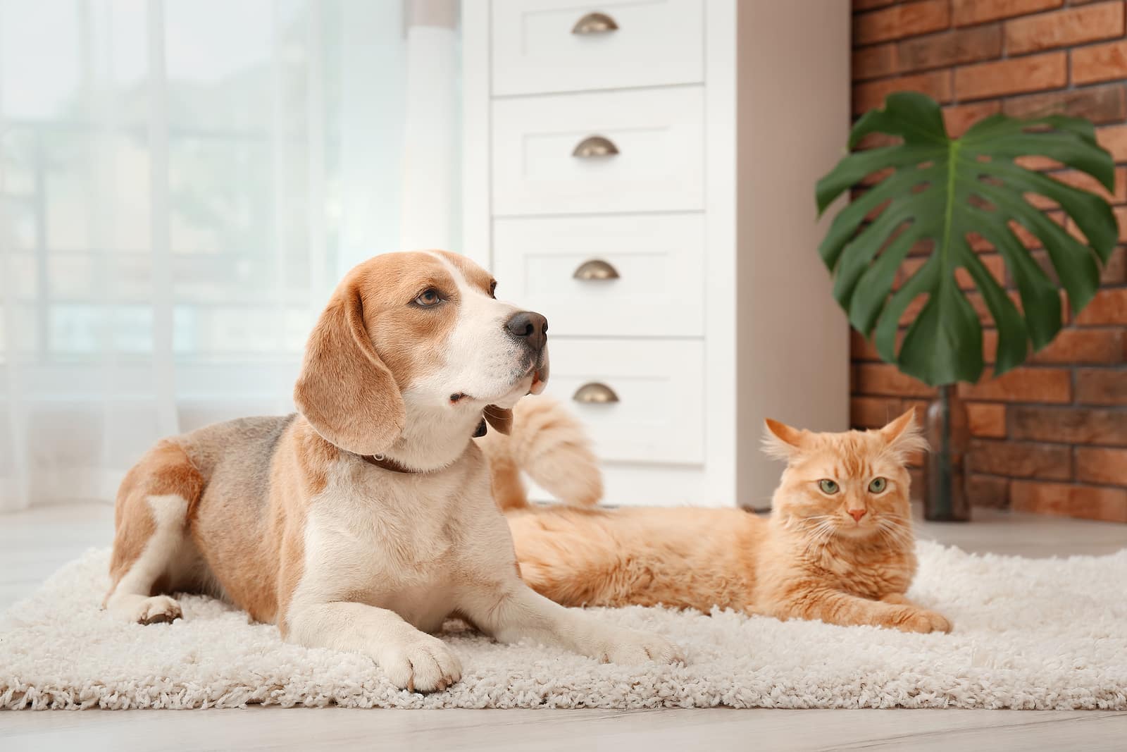 3 Proven Solutions to Banish Pet Stains From Your Rugs